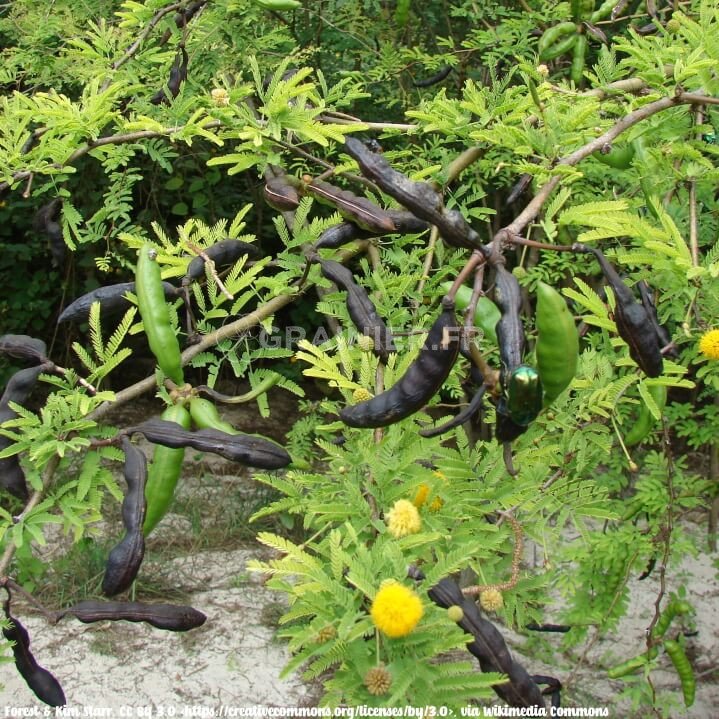  Acacia farnesiana, Mimosa de Farnèse, Cassier image